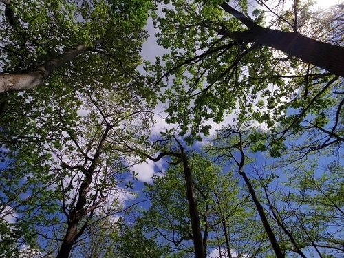ハンモックから見える空.jpg