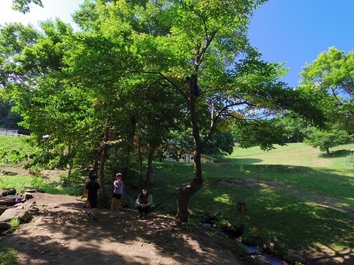 木登り.jpg