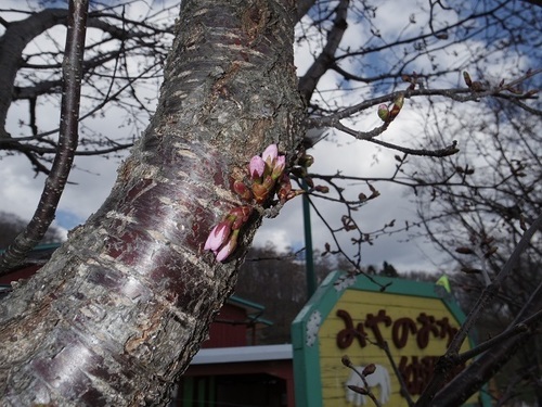 桜つぼみ.jpg